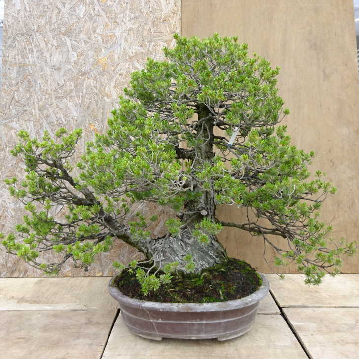 蝦夷松の盆栽 石付き 約55cm 蝦夷松の盆栽 石付き 約55cm