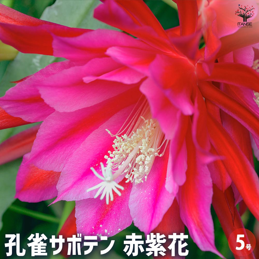 楽天市場】クジャクサボテン（孔雀仙人掌）ピンク系 5号苗（h30