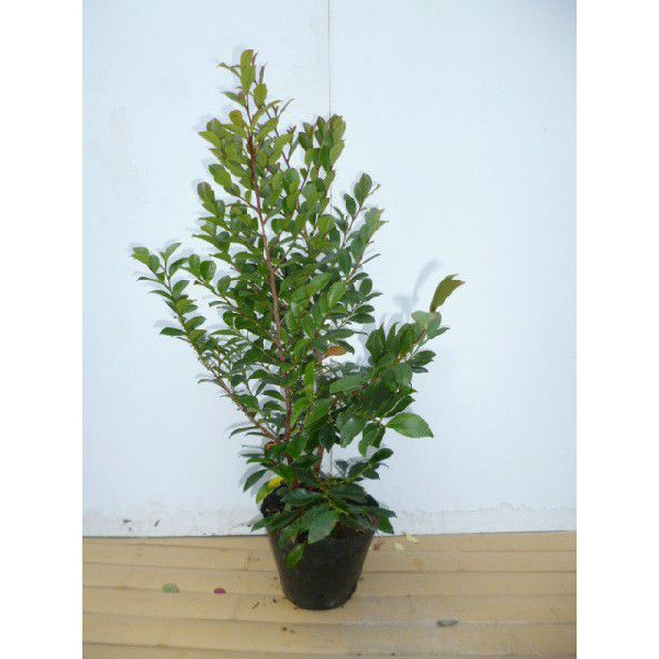 楽天市場】ヒサカキ 苗 【姫榊 （ひさかき）】 5号ポット苗 榊