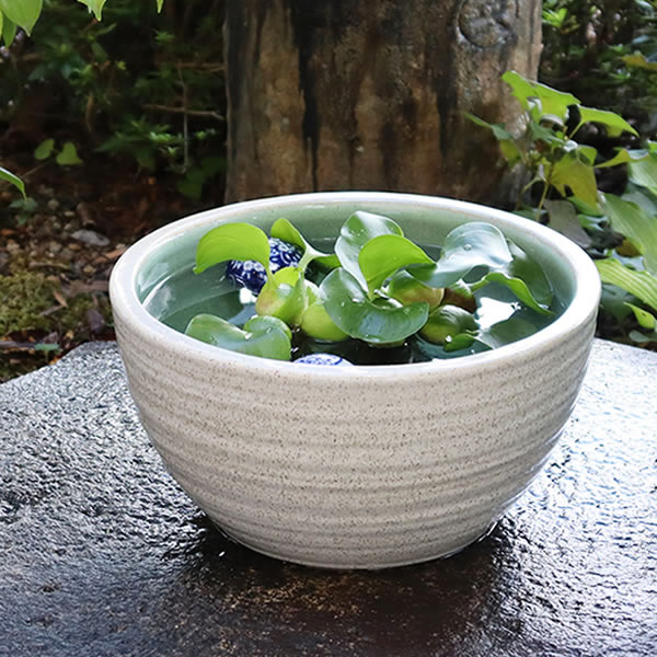 楽天市場】【ポイント10倍】送料無料 睡蓮鉢 信楽焼 メダカ鉢、 金魚鉢