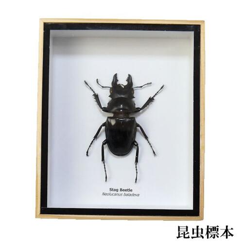 楽天市場】【宅配便送料無料】昆虫の標本 オニツヤクワガタ