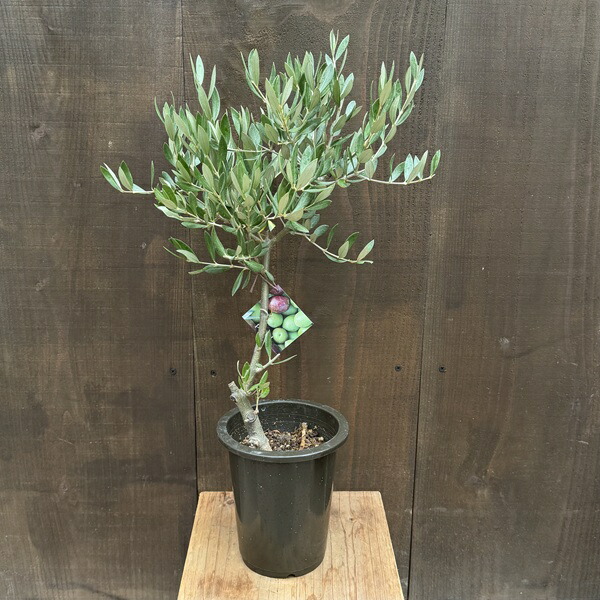 楽天市場】観葉植物 おりーぶ SOUJU（創樹）ブランド：オリーブの木*3