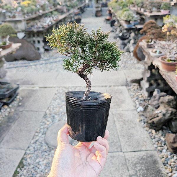 楽天市場】苗：黄金真柏（おうごんしんぱく） : 遊恵盆栽 楽天市場店