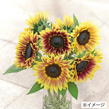 ひまわり・F1サンリッチ(R)ライチLD| 種・苗・ガーデニング用品の