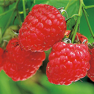 ラズベリーの苗｜タキイネット通販【公式】
