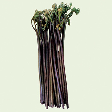 ワラビの苗｜タキイネット通販【公式】