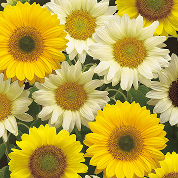 ひまわり・F1サンライズフレッシュ| 種・苗・ガーデニング用品の