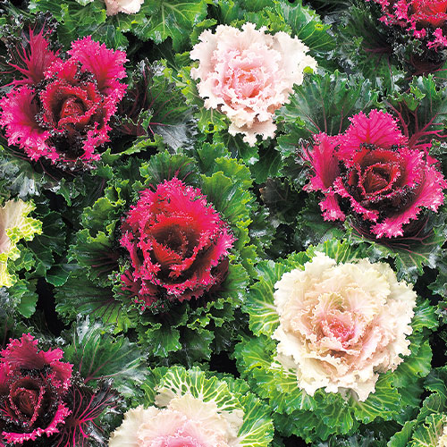 雪白柳葉友禅菊| 種・苗・ガーデニング用品の【タキイネット通販】