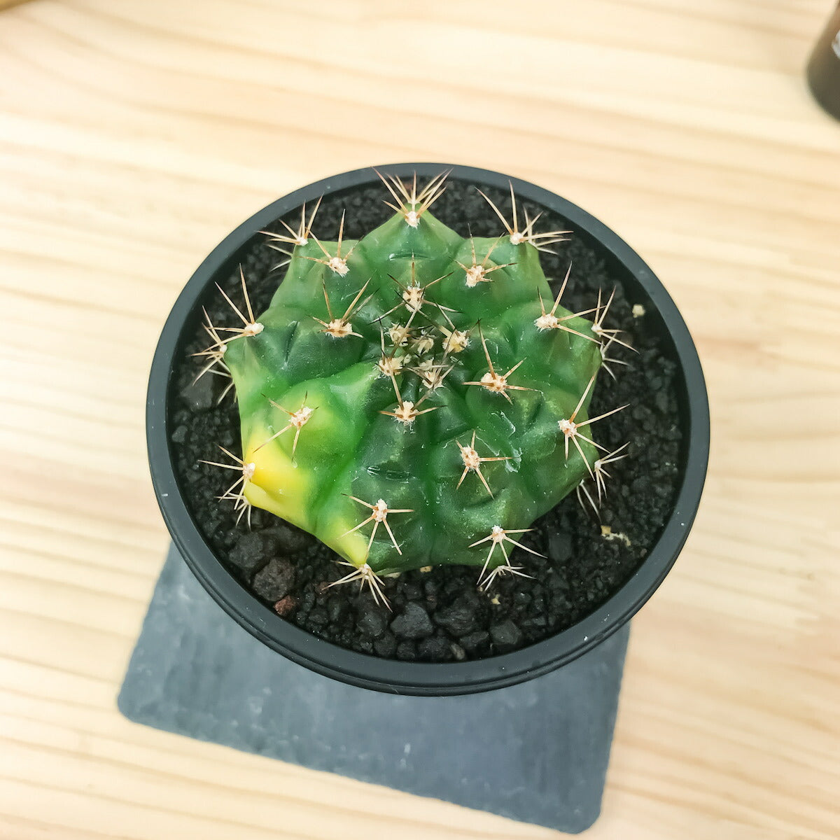 PLANCHU サボテン ギムノカリキウム 翠晃冠錦 すいこうかんにしき 3号