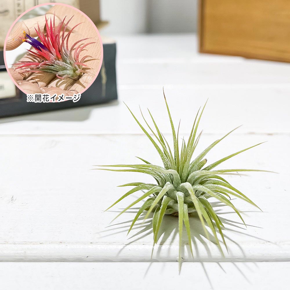 PLANCHU エアプランツ ティランジア イオナンタ Sサイズ 1株 W3×H3cm