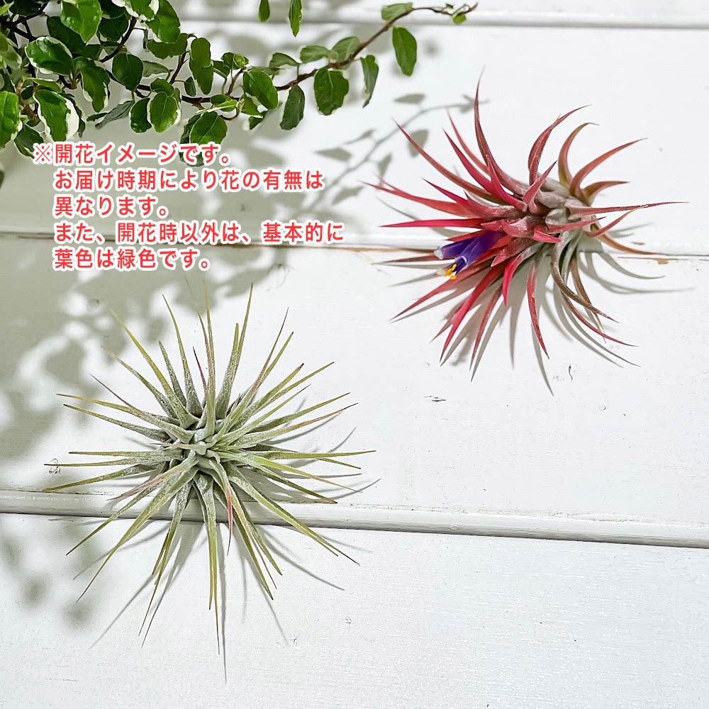 PLANCHU エアプランツ ティランジア イオナンタ Mサイズ 1株 W5×H5cm