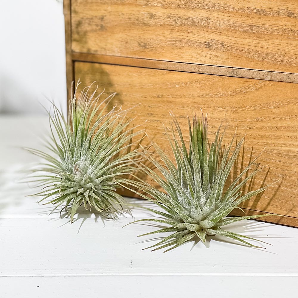 PLANCHU エアプランツ ティランジア イオナンタ ファインリーフ M