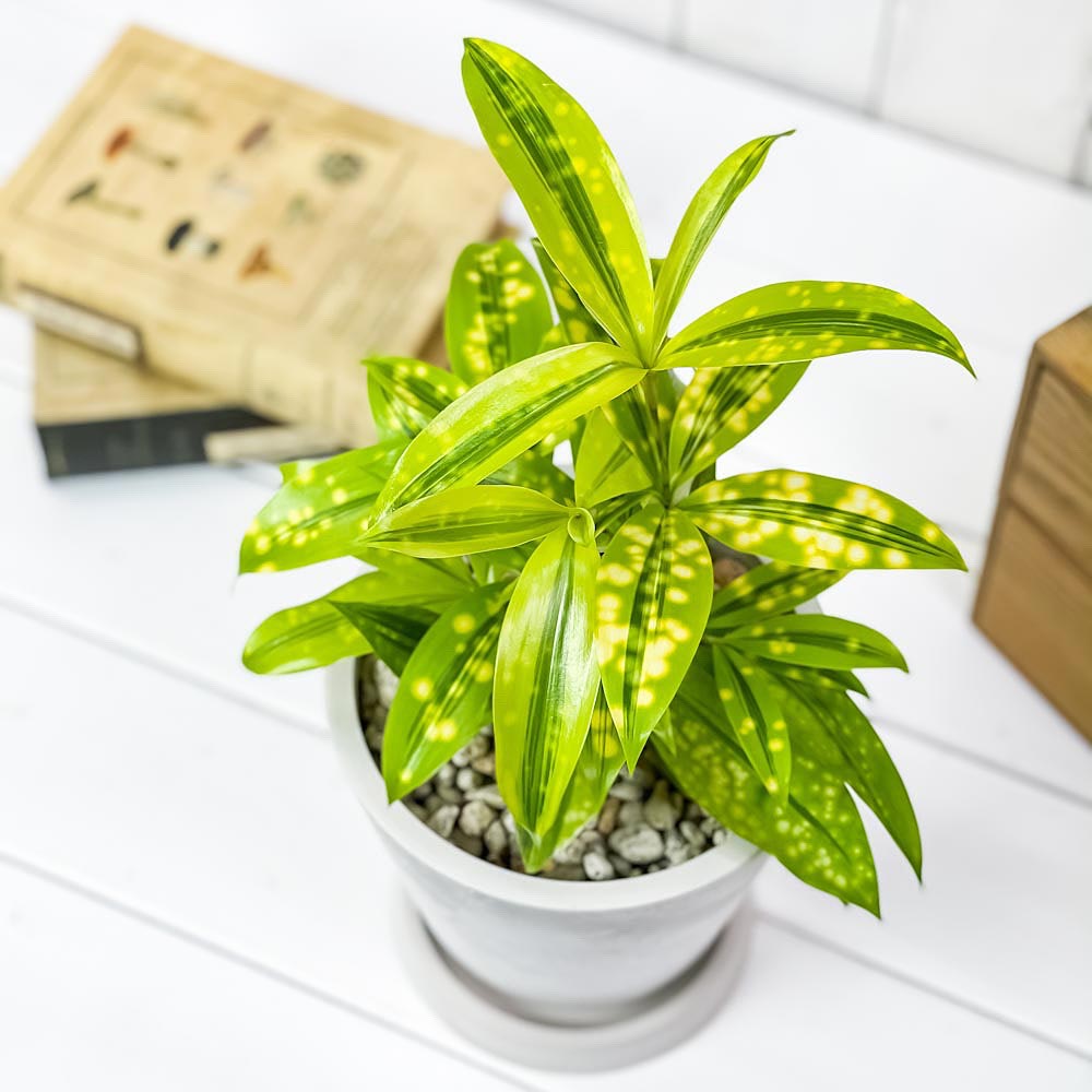 PLANCHU 観葉植物 ドラセナ ファニータ 5号樹脂鉢 ホワイト サスティー