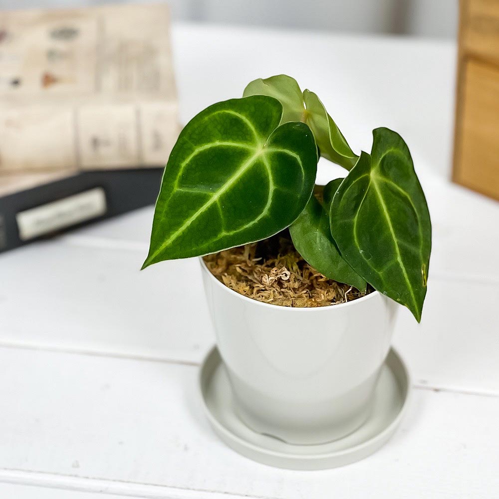 PLANCHU 観葉植物 アンスリウム クリスタリナム 3.5号鉢 受け皿付き