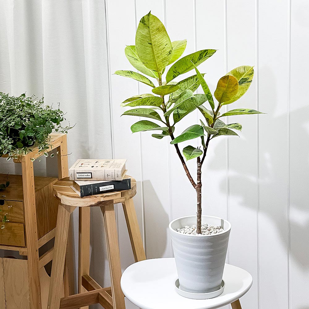 PLANCHU 観葉植物 フィカス ジン 6号鉢 受け皿付き 育て方説明書付き