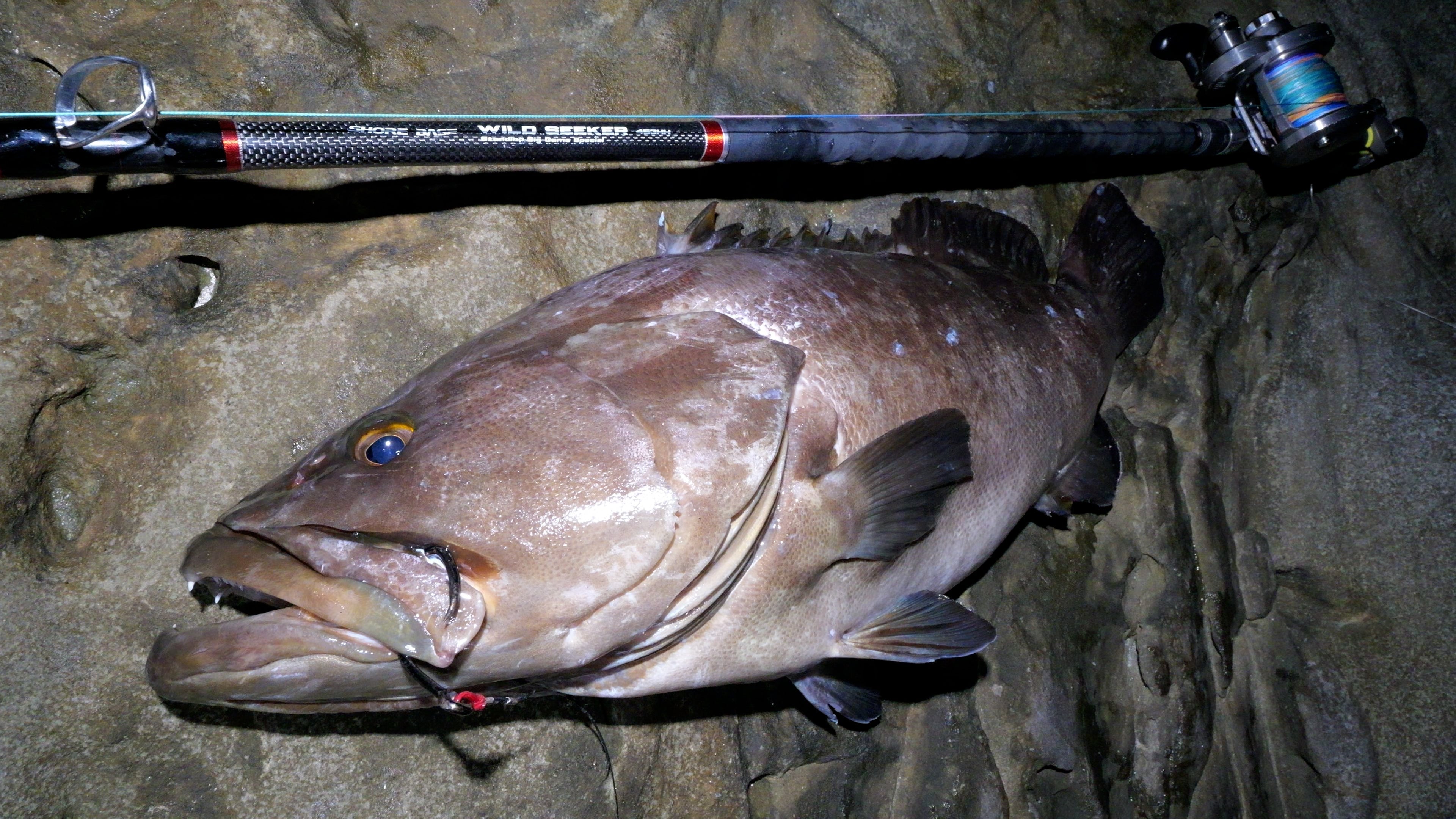 ライトクエ】大型クエ(アラ)をライトタックルで狙うための仕掛け