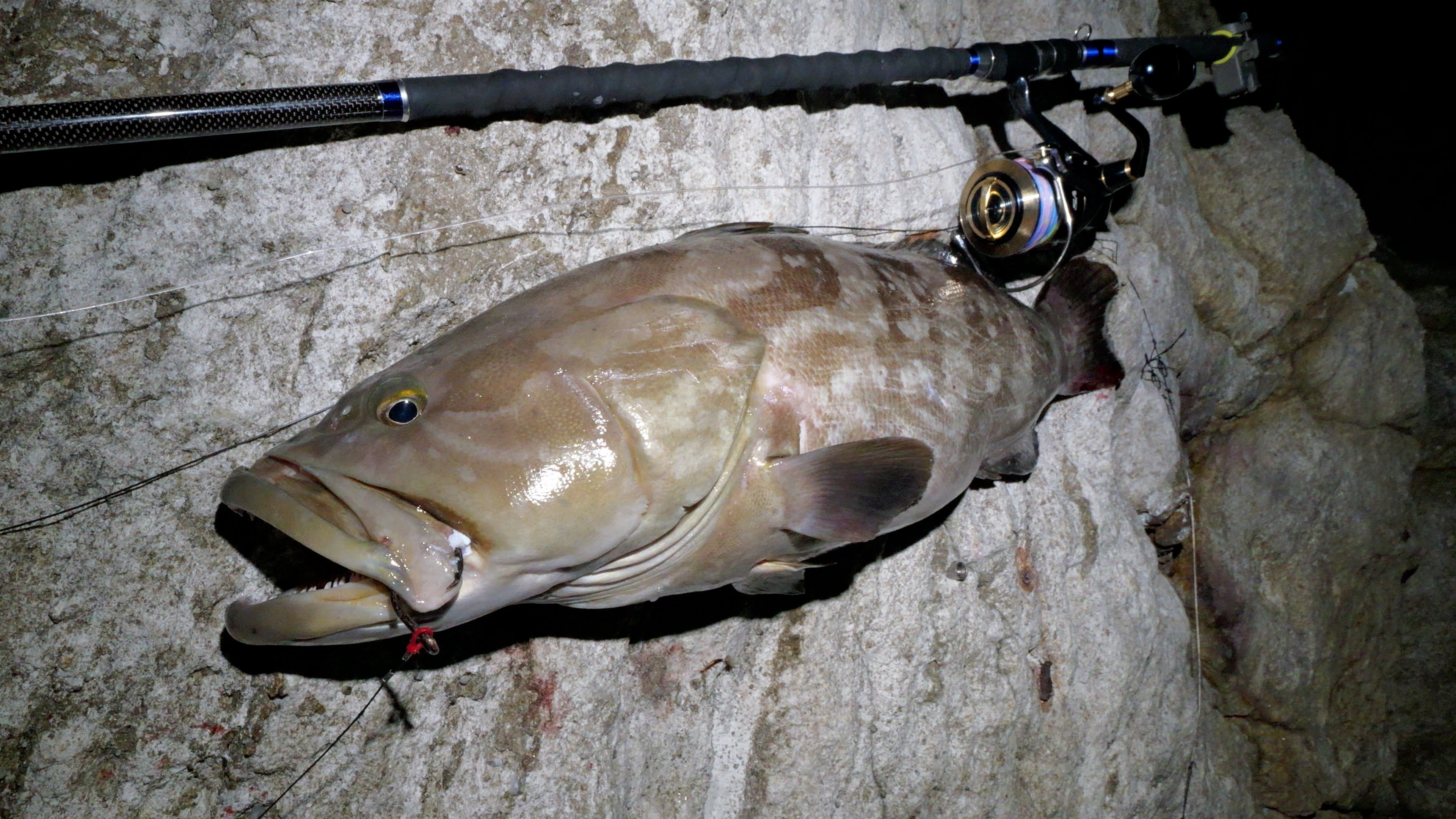 WILD SEEKER 453H-S (ワイルドシーカー453H-S)