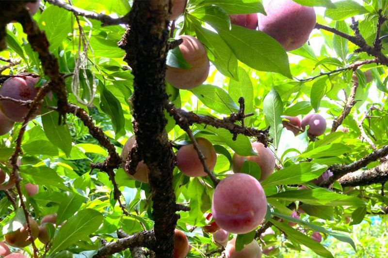 送料無料】奄美産すもも 約3kg M玉以上（スモモ/奄美プラム/花螺李