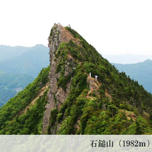 糸魚川真柏とは | 糸魚川真柏活用プロジェクト