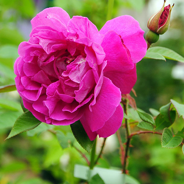 Lila様 PRANAROM ベンゾイン 、ローズウッド、ローズオットー Lila様