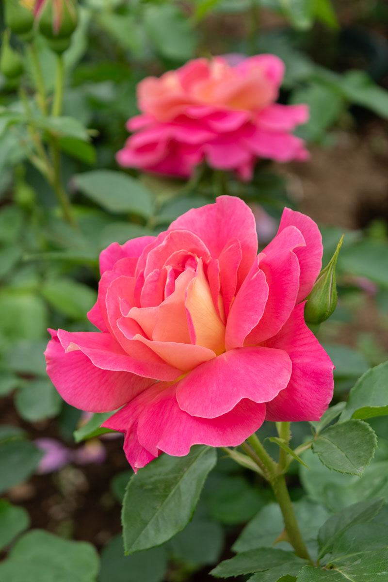 コンデサ デ サスタゴ｜バラ苗の通販の篠宮バラ園