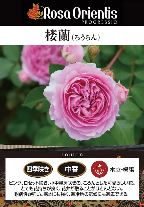楼蘭・ロウラン｜バラ苗の通販の篠宮バラ園