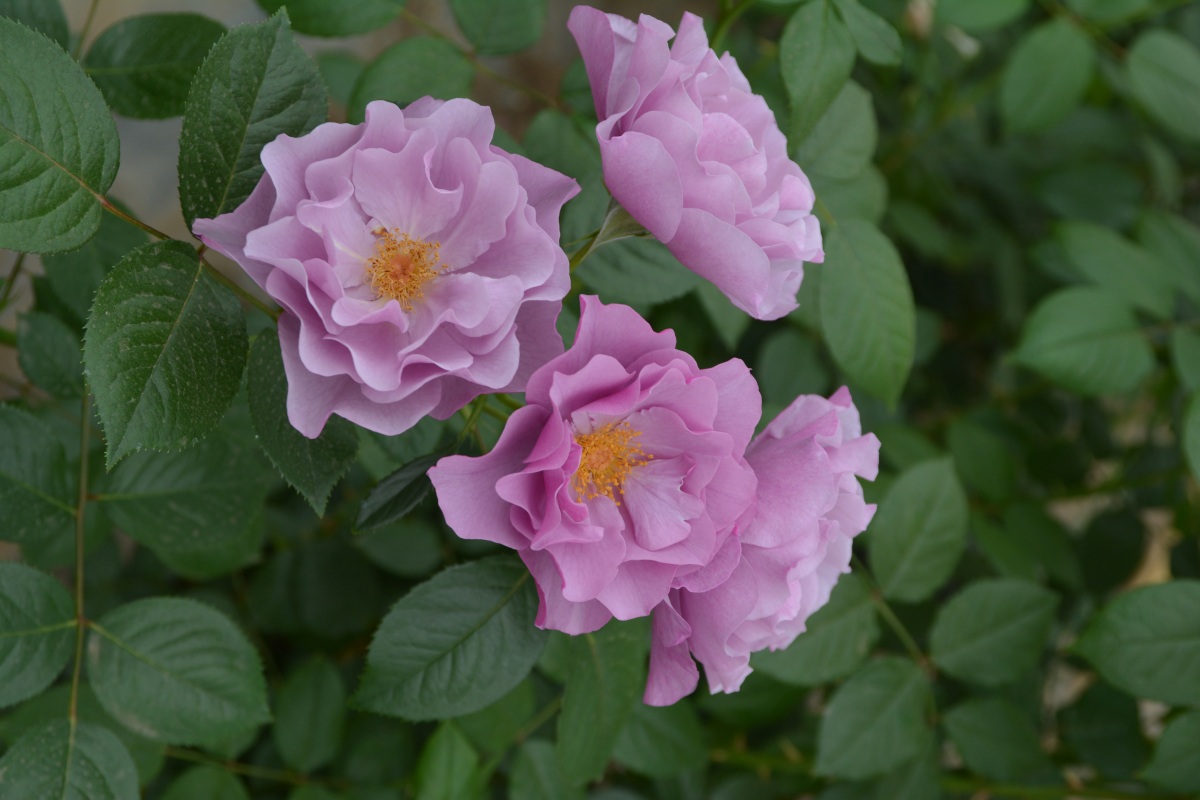 紫の上 ｜バラ苗の通販の篠宮バラ園