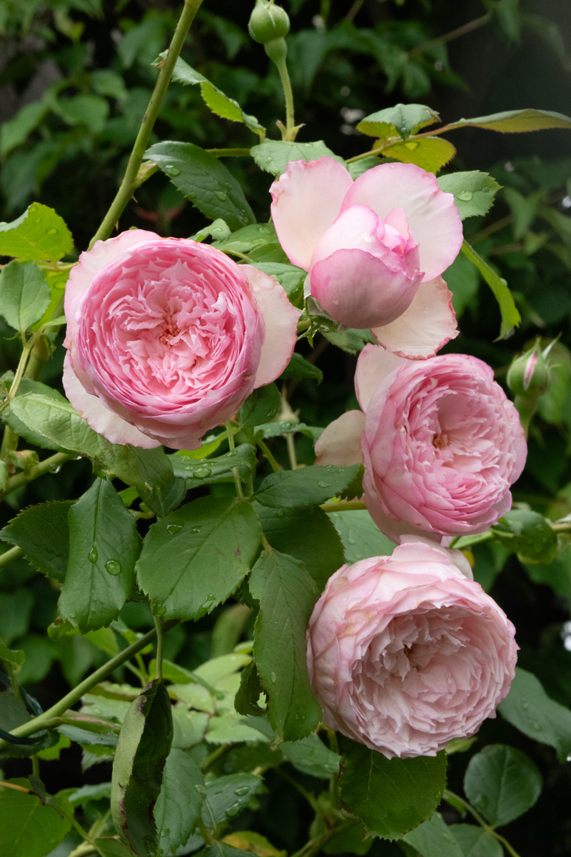 ザ ミル オン ザ フロス｜バラ苗の通販の篠宮バラ園