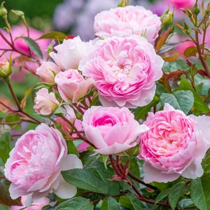 ザ ミル オン ザ フロス｜バラ苗の通販の篠宮バラ園