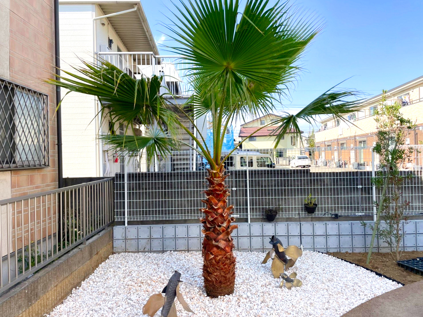 人生！緑化計画！ ワシントンヤシ🌴 を更新しました｜新着情報