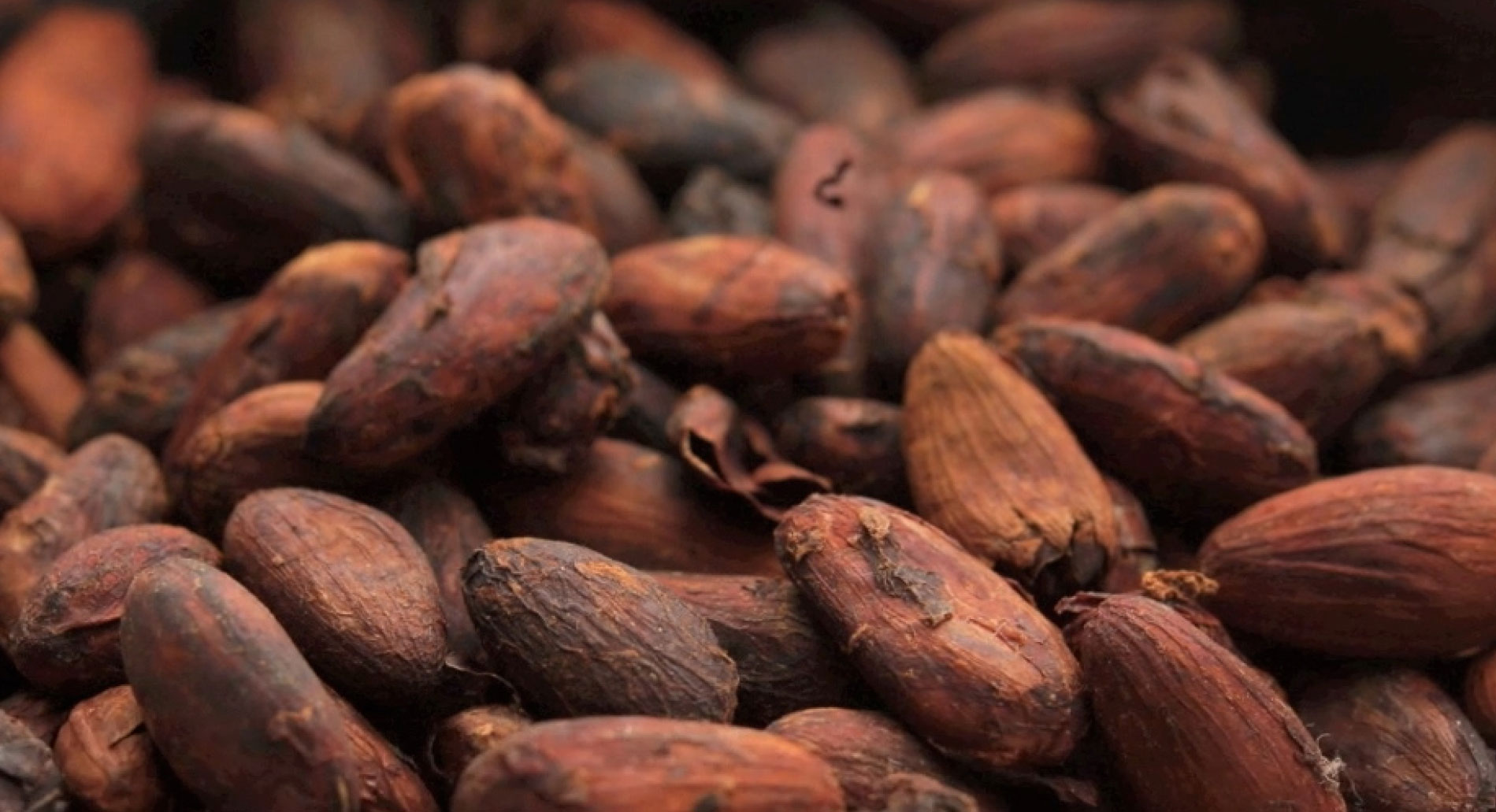 世界を変えるカカオ｜株式会社スウィーツ