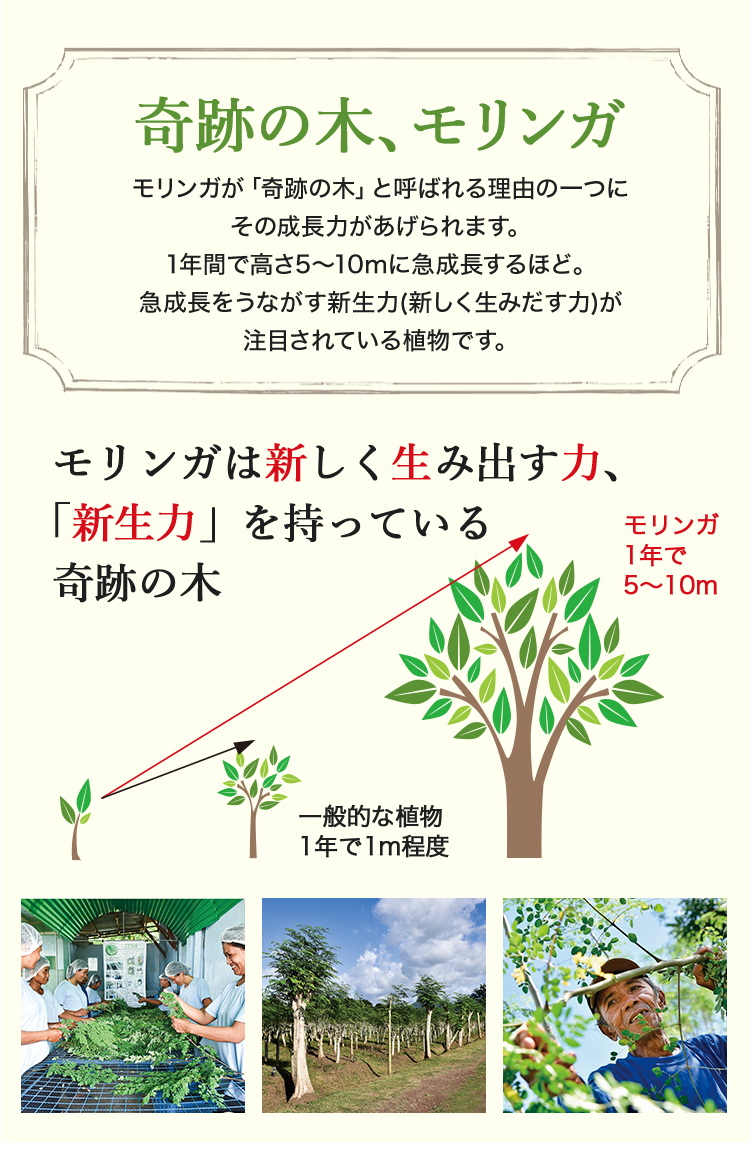 エタリテ 満ち足りて上質に輝く未来へ ｜ シャルレ ウェブストア