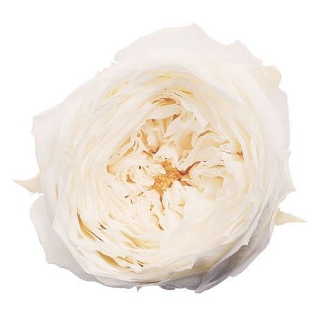 プリザーブド】大地農園/ローズ・てまり 8輪 白/02460-011 - 花材通販