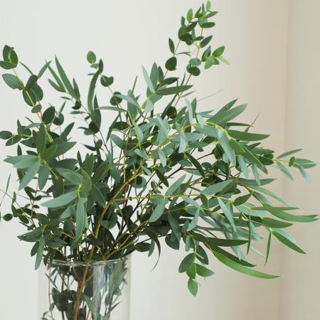 枝・葉ものユーカリ 通販 - はなどんやアソシエ