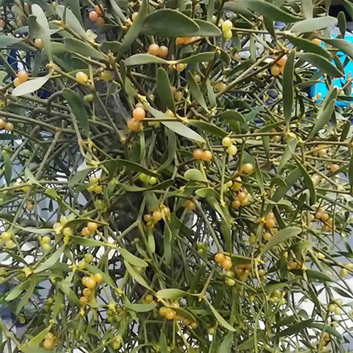 JF】1点もの ヤドリギ(A) ※高さ3〜3.5m、玉直径70cm □来店引取限定