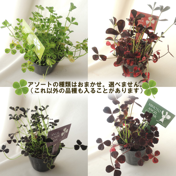 苗もの】期間限定!クローバーポット苗 おまかせ3種アソート - 花材通販