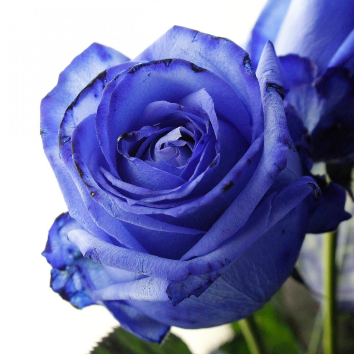 直前!】バラ ロイヤルブルー(濃い青染め) - 花材通販はなどんやアソシエ
