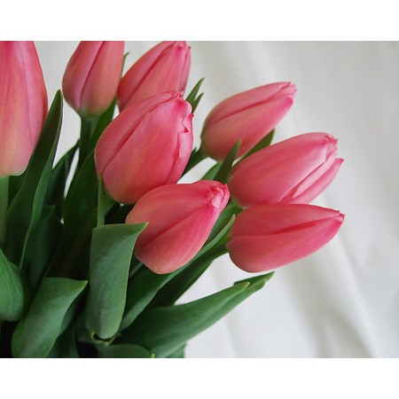 直前!】チューリップ (ピンク一重)おまかせ ジャンボピンク 【生花