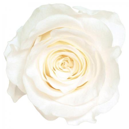 プリザーブド】大地農園/ローズ・かのん・M 9輪 ピュアホワイト/05202