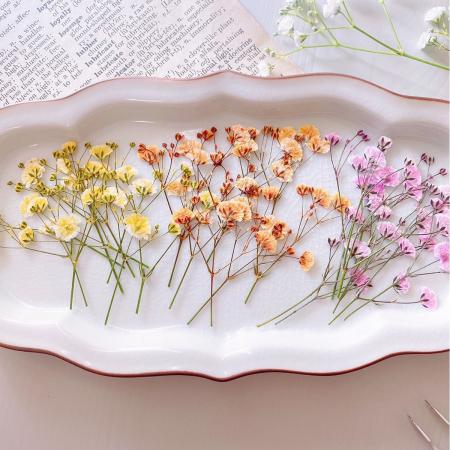 即日☆【ドライ】m flowers/押し花 かすみ草 3色アソート ハッピー