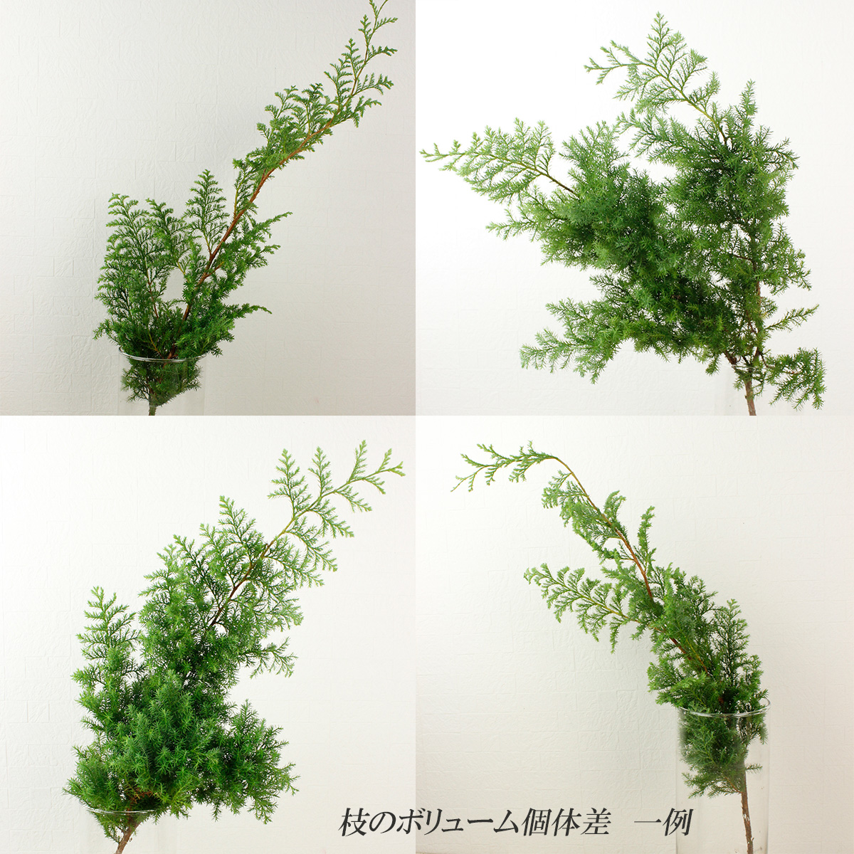 生花/即納】ヒムロ杉 50-60cm程度 1束約5本入り - 花材通販はなどんや