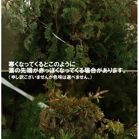 生花/即納】ヒムロ杉 50-60cm程度 1束約5本入り - 花材通販はなどんや