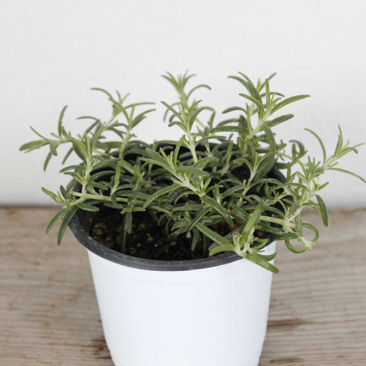 送料無料】【生花/鉢】ハーブ苗 ローズマリー(矮性) ※届日限定:予約7