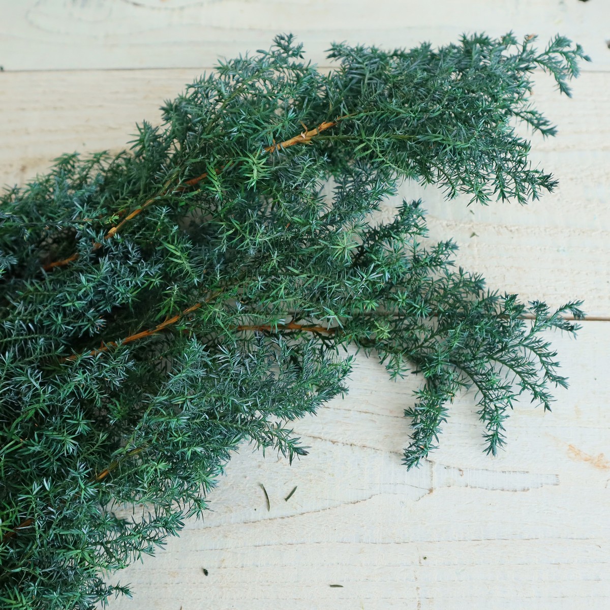 即日☆【プリザーブド】大地農園/ヒムロスギ 約120g グリーン/01320