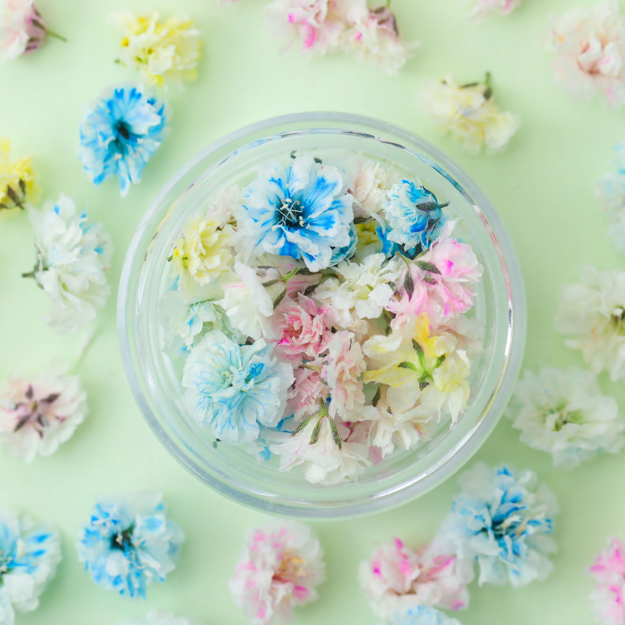 小分け】かすみ草 つぼみ ケース入り 全17色 レジン封入花材 | ク