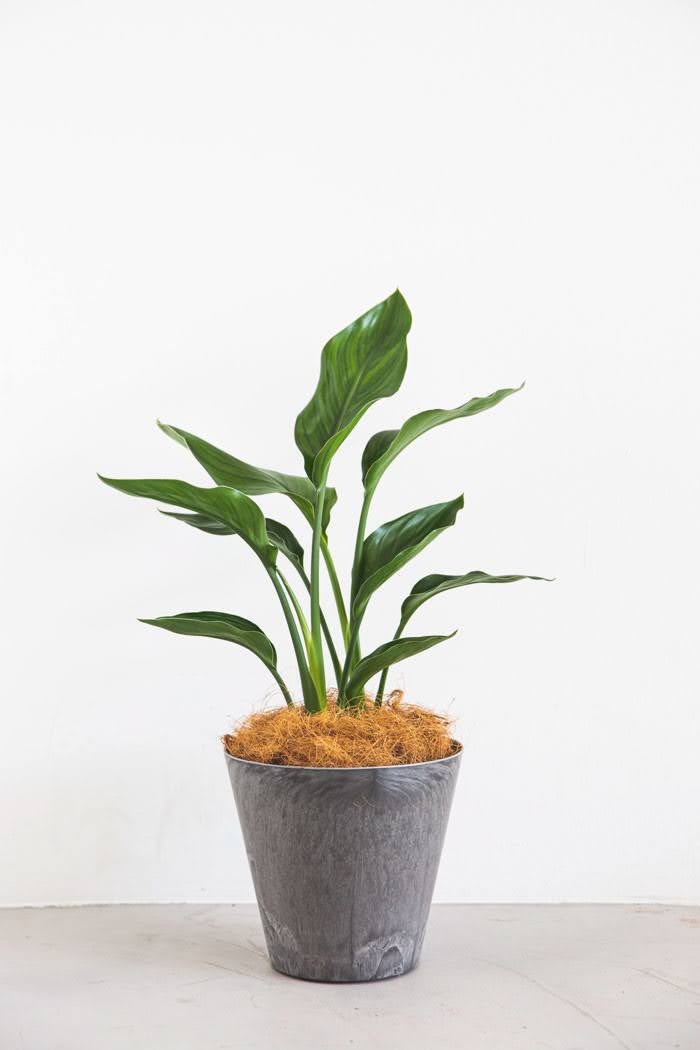 観葉植物 ストレリチアレギネ（6号鉢）｜HanaPrime（ハナプライム）