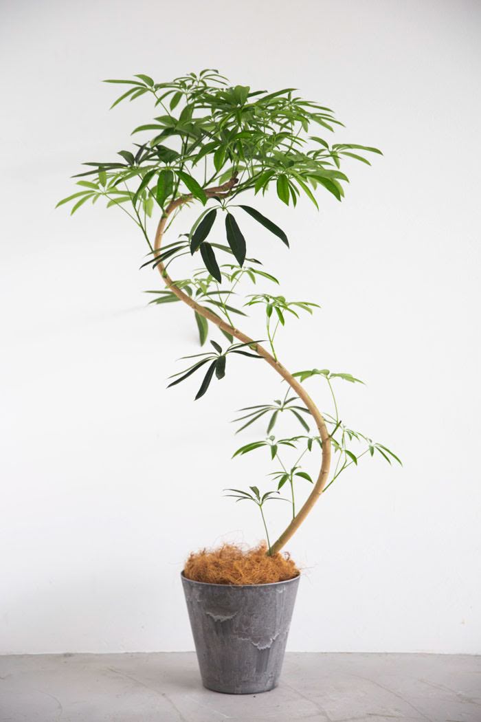 観葉植物 シェフレラ・アンガスティフォリア 曲がり（8号鉢