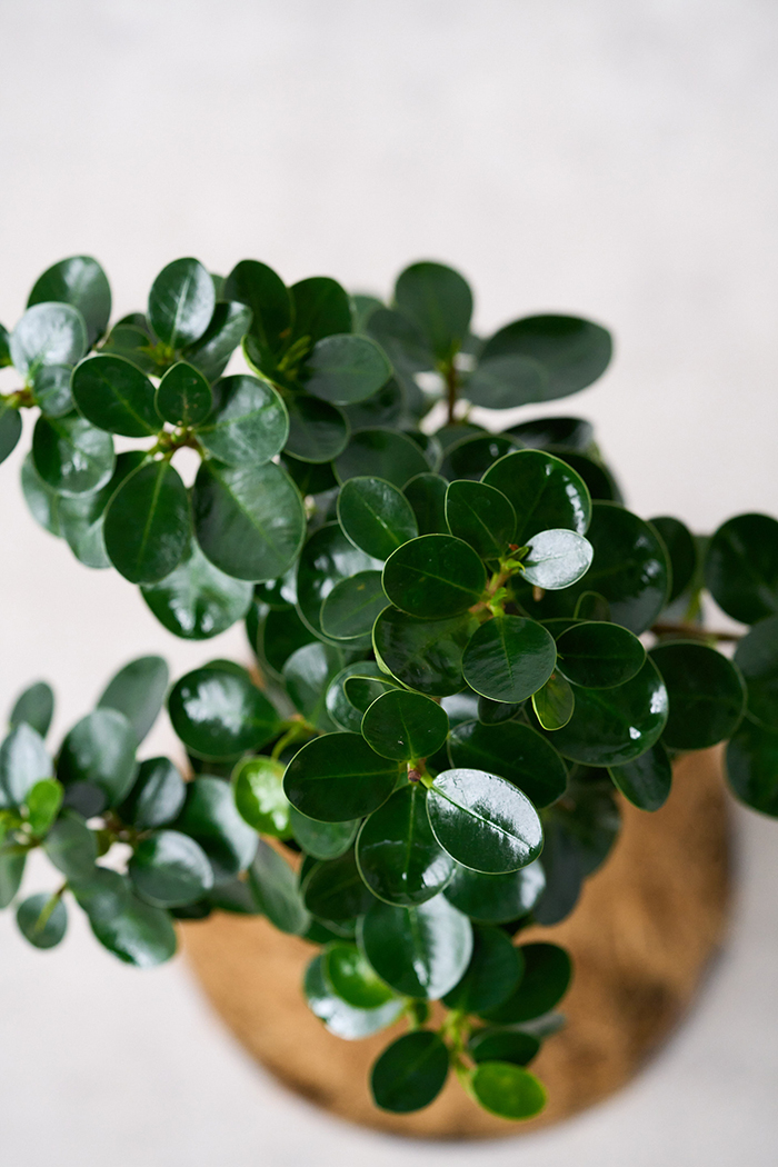 観葉植物 パンダガジュマル（6号鉢）｜HanaPrime（ハナプライム）