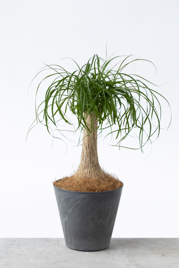 Mサイズの観葉植物（6号鉢）｜HanaPrime（ハナプライム）