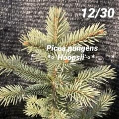 ①⚑︎シルバーブルーがかった葉⚑︎【ピセアプンゲンス・ポプシー